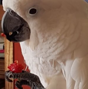 Meet your Posher, Carol